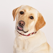 Star Trek: The Next Generation Command Pet Collar